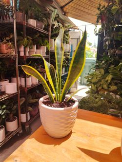 Snake Plants