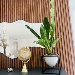 Plants Home Decor Anthurium schlechtendalii Planta Planter Indoor Outdoor