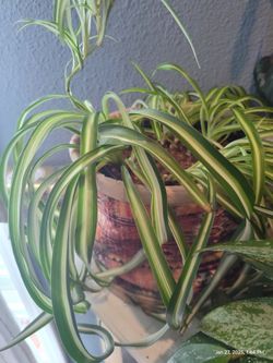 Chlorophytum comosum, Spider Plant.
