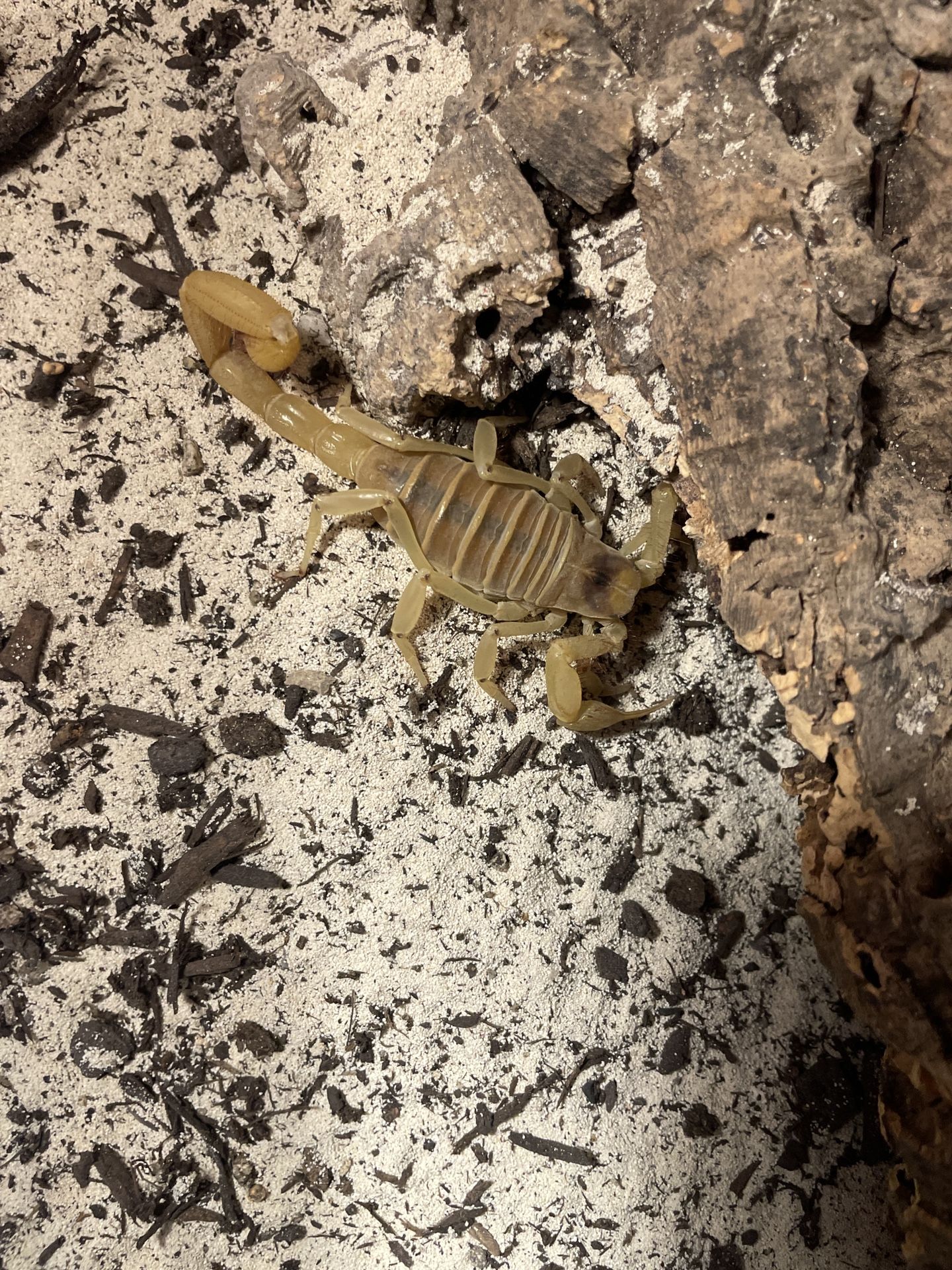 yellow scorpion