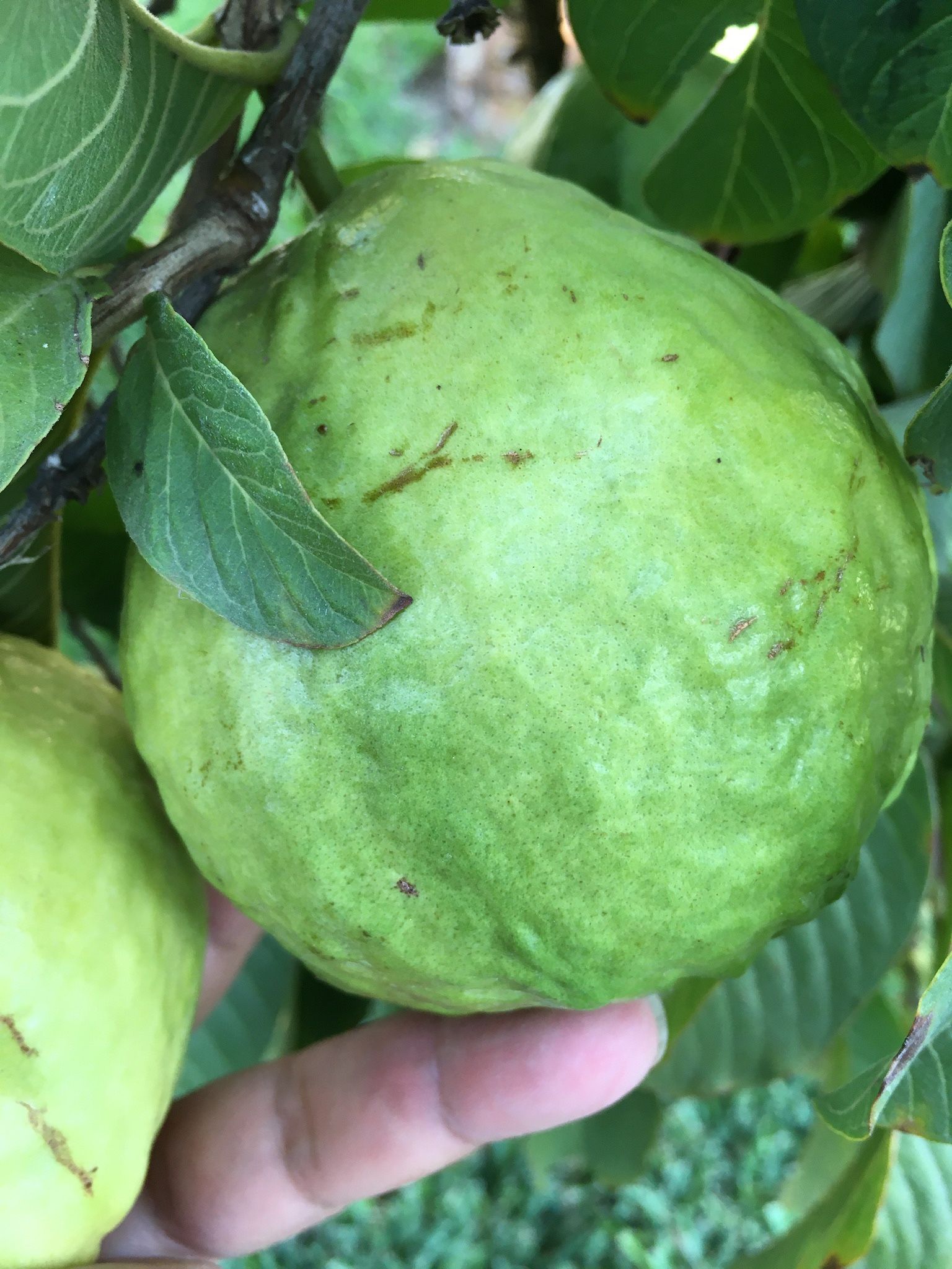 Guavas For Sale