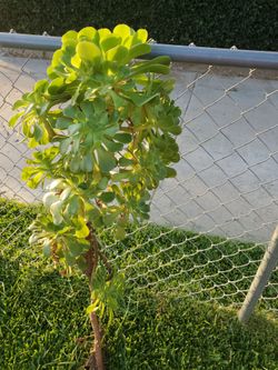 Free a beautiful succulent ready to be transplant