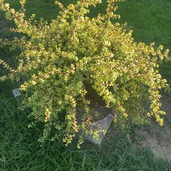 Beautiful Nice Large Elephant Food Plant