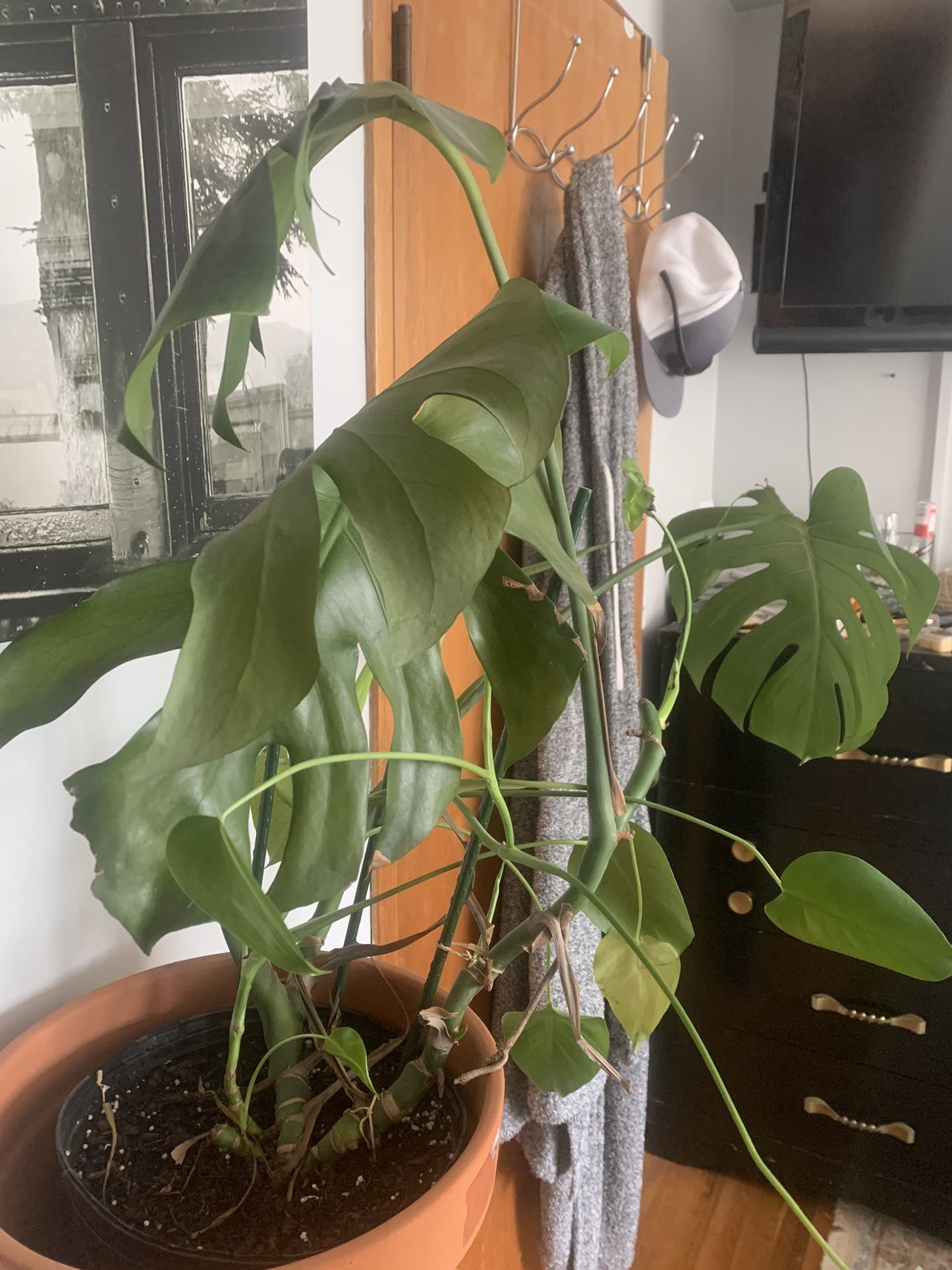 Mature monstera