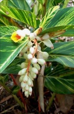 Ginger Shell Plants