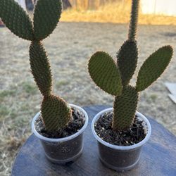 Bunny Ear Cactus 