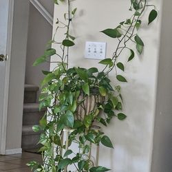 Large Climbing Plant 