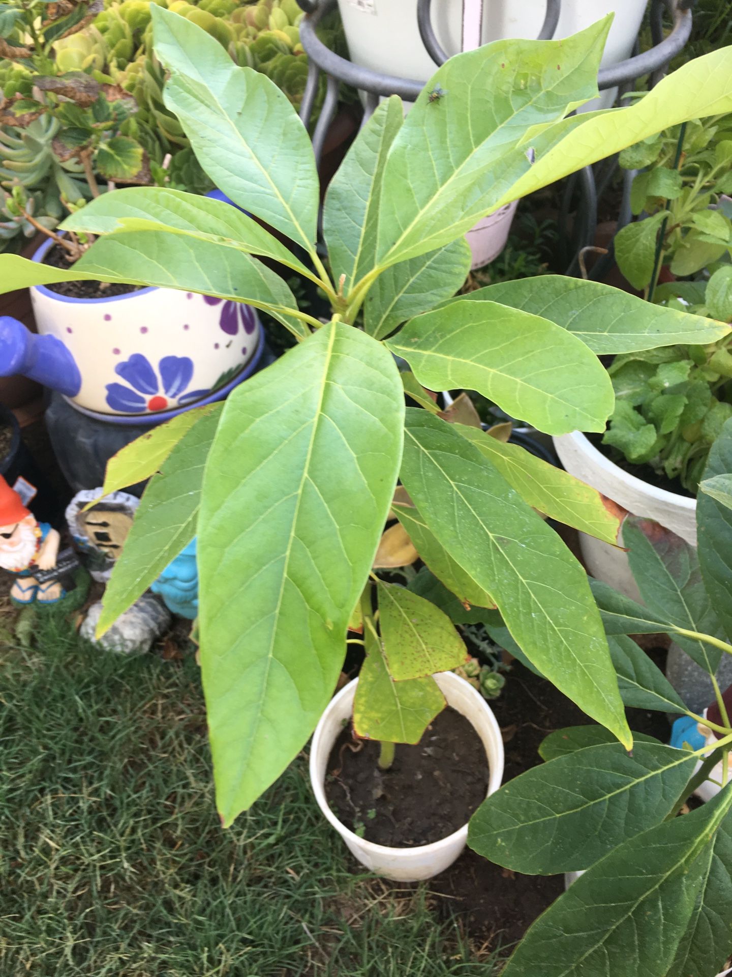 Avocado tree