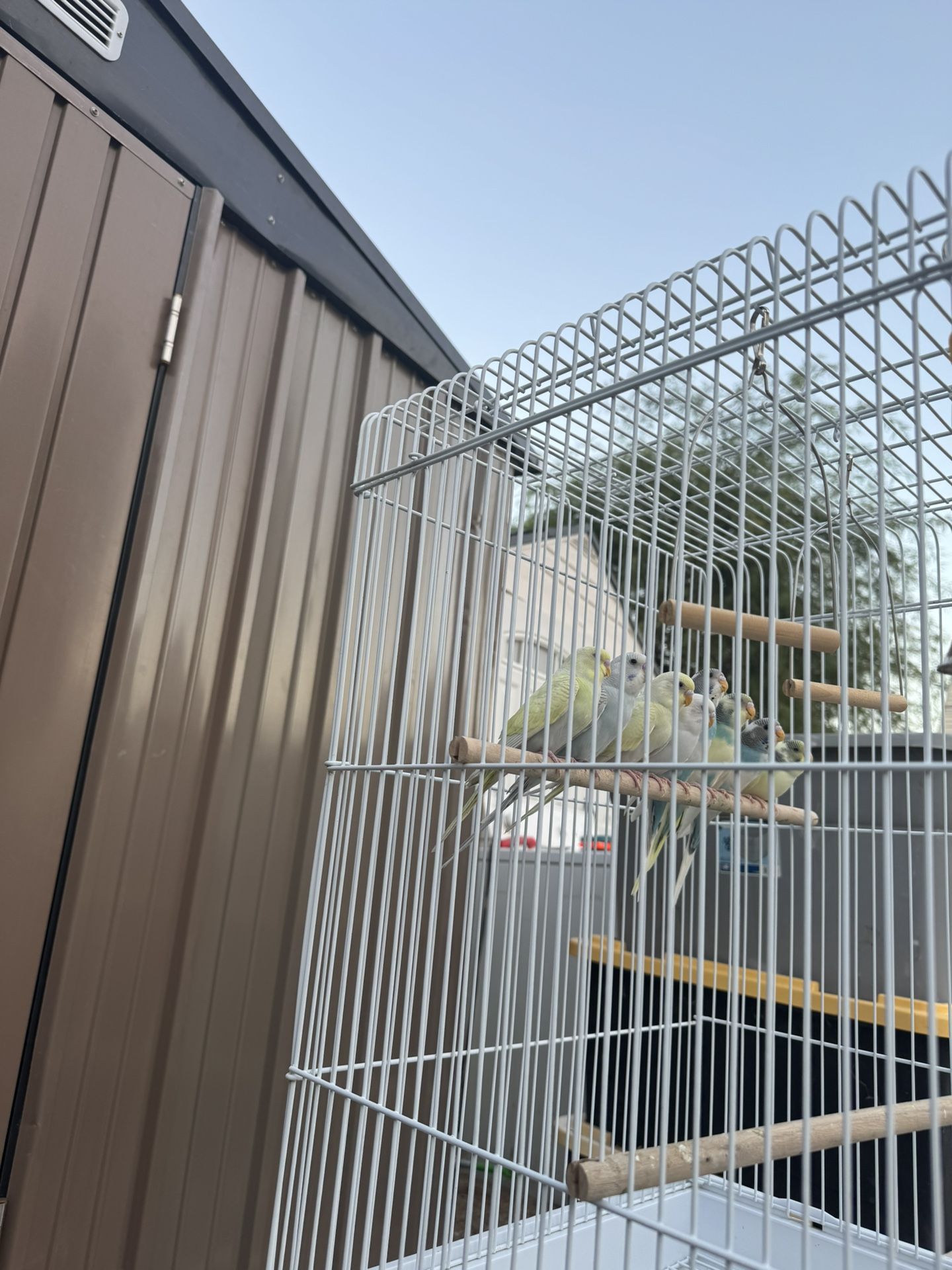 Cage Bird
