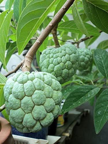 Sugar Apple Trees