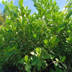 Clusia Privacy Hedge Plants 25gl 🏡🏠🏘️ $95