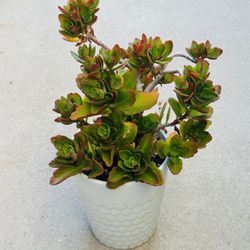 Succulents plants šŖ“