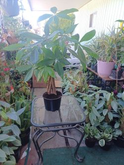 Money Tree Plant. Big