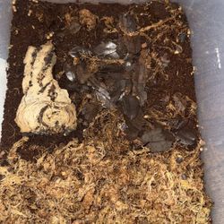 Rubber Ducky Enclosure 