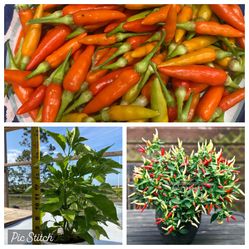 Vietnamese Pepper Plant/ Cây Ớt $10