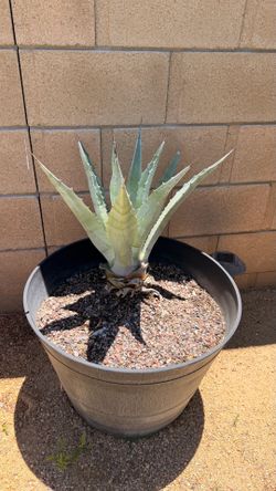 🌵 Large Blue Agave in Decorative Planter – $60🌵