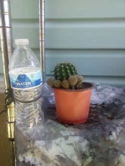 Cactus 