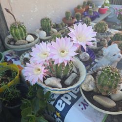 Saculent  Cactus