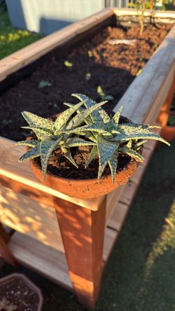 Aloe (I’m Not Sure Exactly What Type It Is Sorry) 