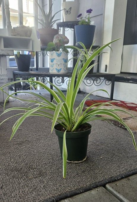 Spider Plant 