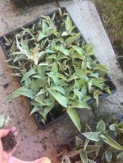 Rooted octopus agave pup