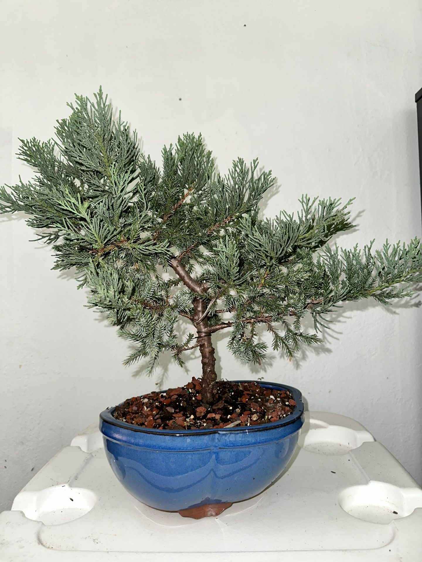Bonsai Juniper