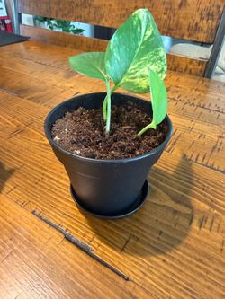 Golden Pothos Houseplants 1 for $7 or 4 for $20