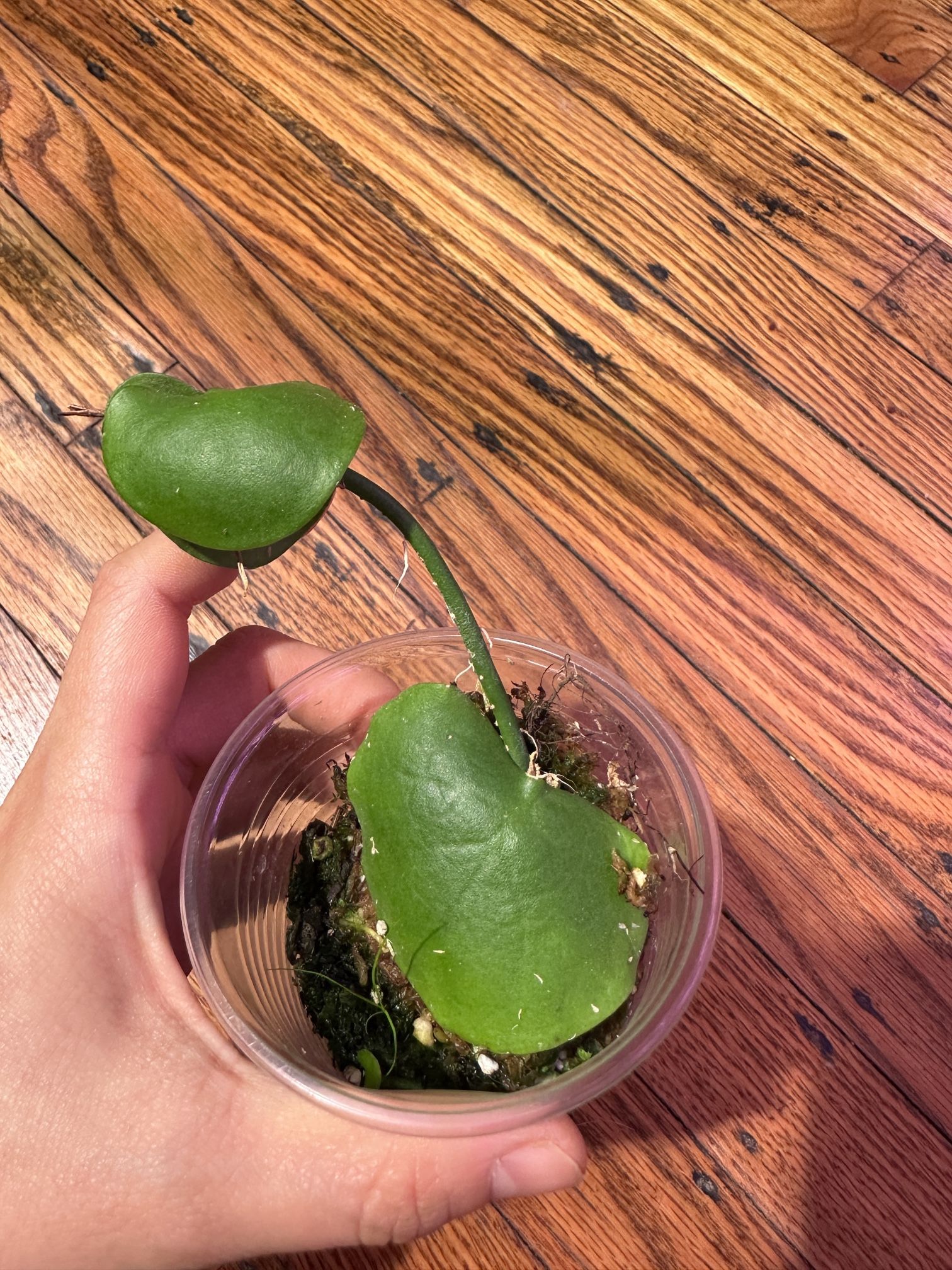 Dischidia Imbricata Plant