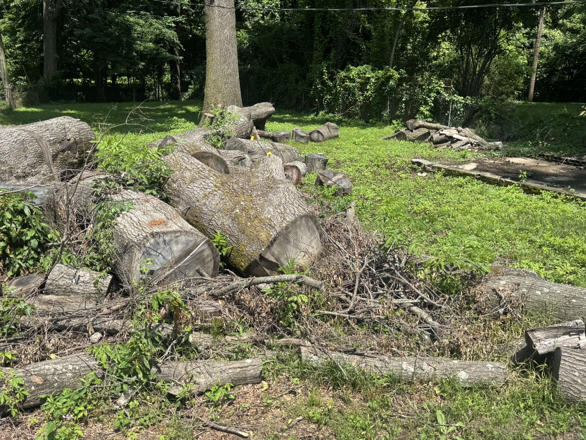Firewood / Tree Trunks For Sale
