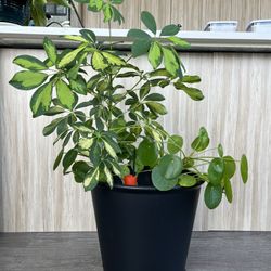 🌿 Large Schefflera + Pilea Indoor Plant – 15x35” – Pest-Free
