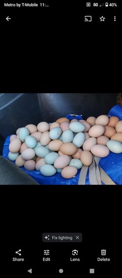 Organic Chicken Eggs