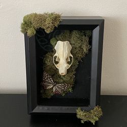 Real Butterfly & Mink Skull Shadow Box 