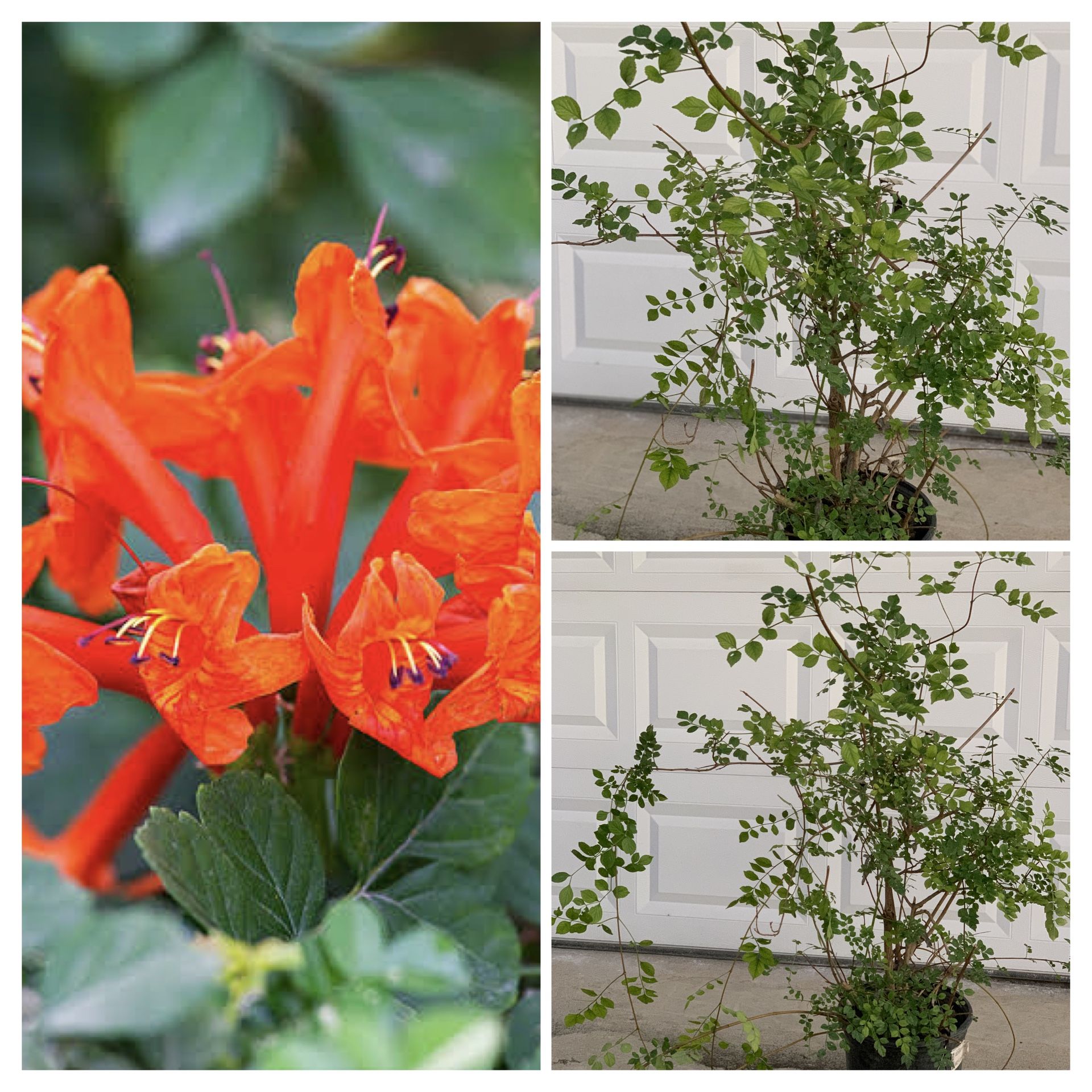 Large Cape Honeysuckle Red Orange Yellow Flowers in 5 Gallon Nursery