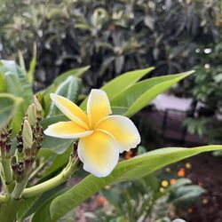 Plumeria