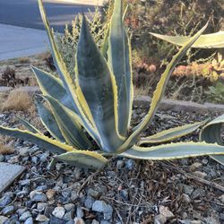 Agave Plant. Small $3, Medium $5