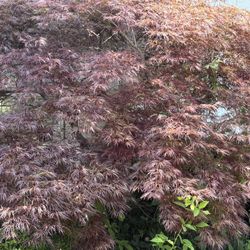 Crimson Queen Japanese Maple Tree 9.5ft (price negotiable, delivery available)