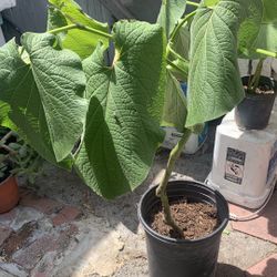Hoja Santa.   Piper Auritum   Big Plant  28$