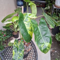 Variegated Philodendron Burle Marx Plant $58