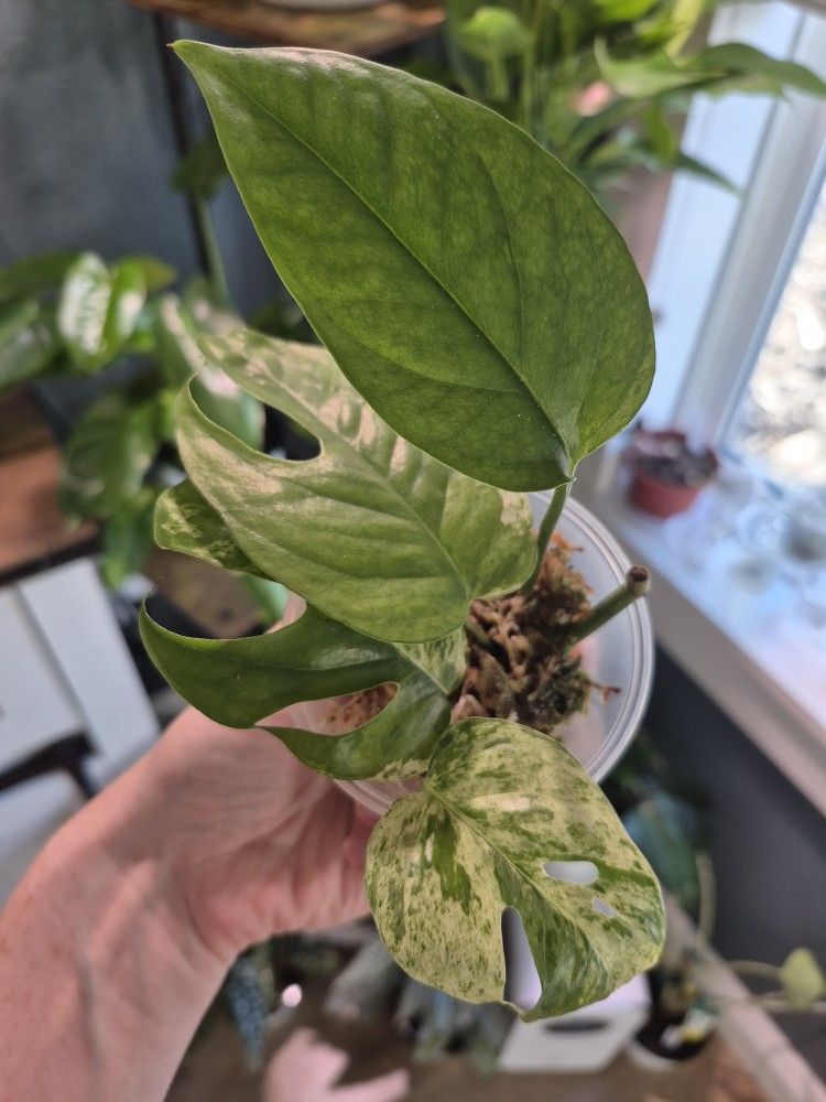 Split Leaf Glacier Pothos