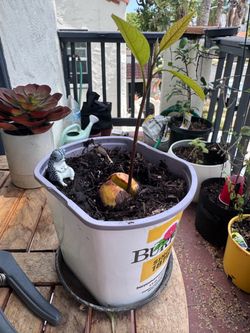 Starter Avocado Tree