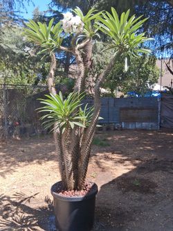 Multi Branched Madagascar Palm tree