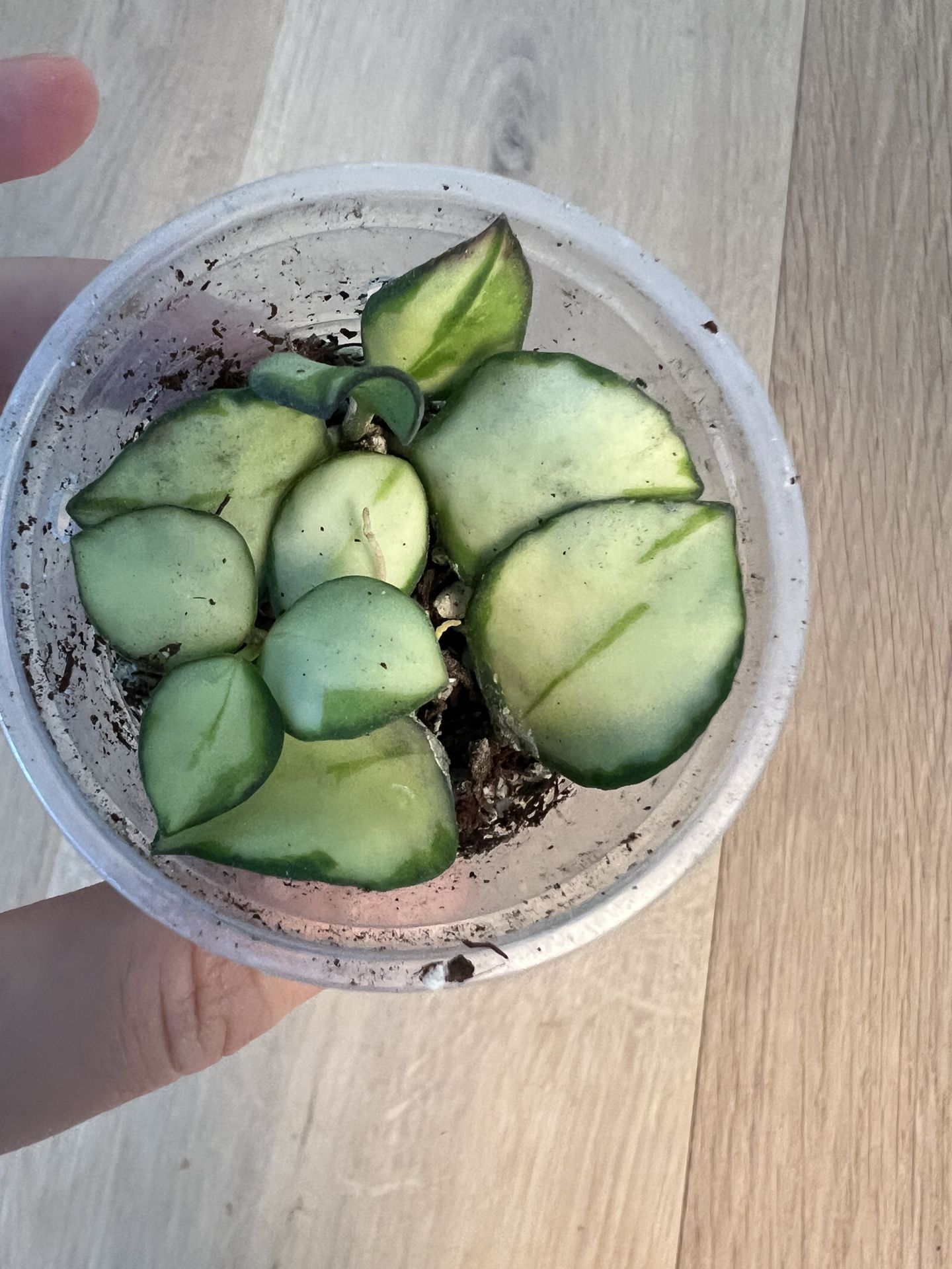 Hoya Heuschkeliana Variegated Rooted Plant