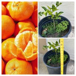 Beautiful Sweet Semi Dwarf Honey Mandarin Tangerine Murcott Citrus Fruit Tree seedling 5 Gallon Pot Live Plant