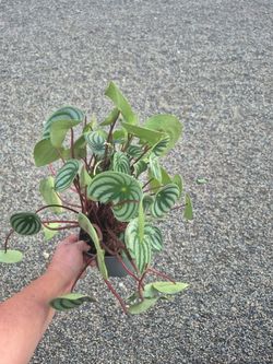 Peperomia Watermelon Plant 6" Pot $12 Each
