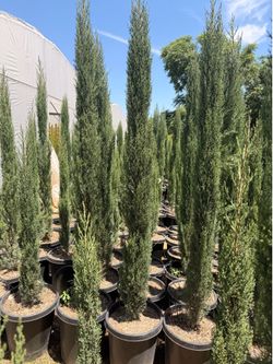 Italian cypress 15 gal 7 feet tall when planted