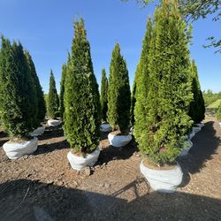 Green Emealrd Arborvitae