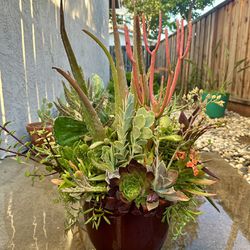 Succulent & Cacti Plant Arrangement 
