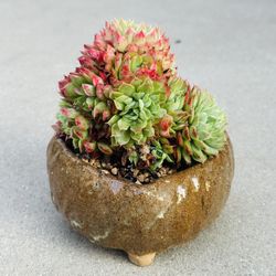 Succulents plants 🪴 (Echeveria 'Red hole')