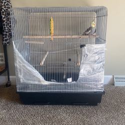 Cockatiel with big cage and food