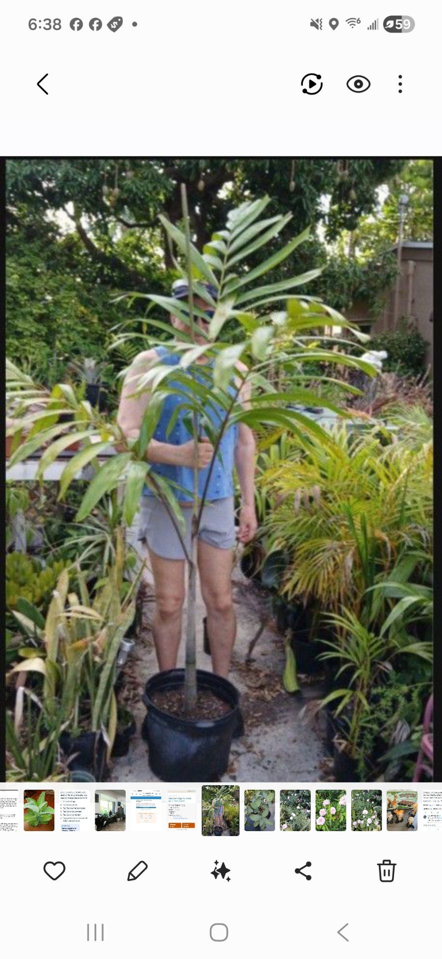Carpentaria Palm Landscape Plant Potted Houseplant